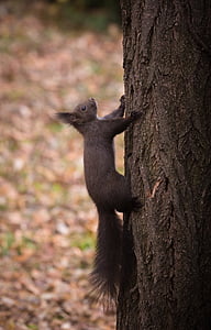animal, nature, Portrait, écureuil, arbre, un animal, tronc d’arbre