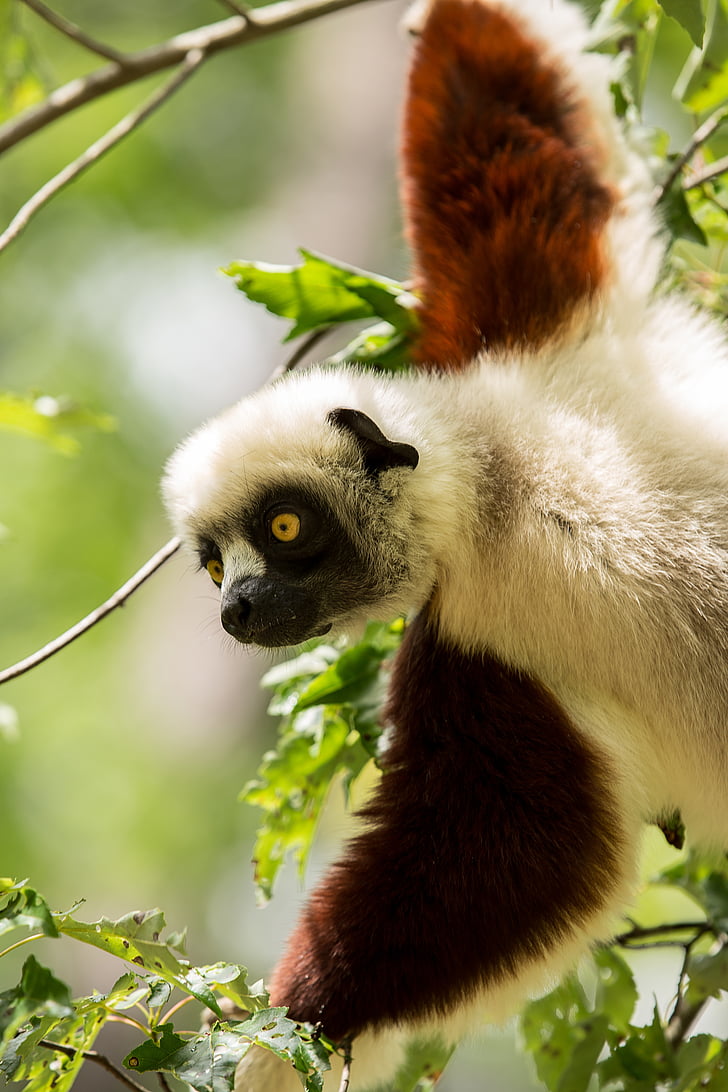 Lemur, coquerel's Sifaka.på, Sifaka.på, Madagaskar, propitheus, hertig lemur center, Durham