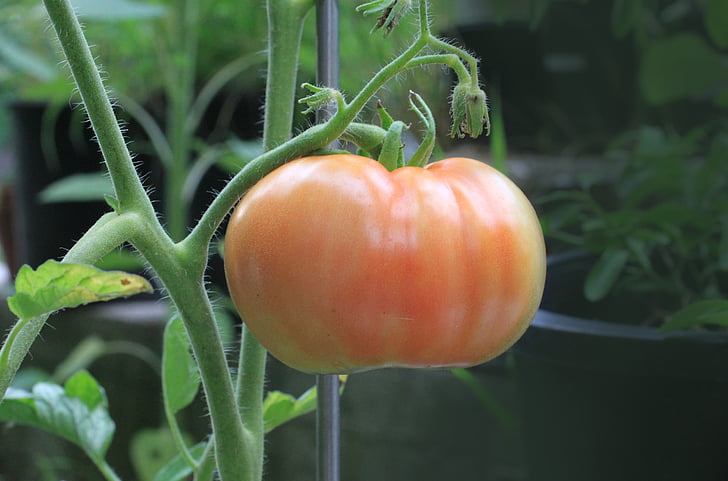 tomato, food, nutrition, plant, garden, ripening, changing
