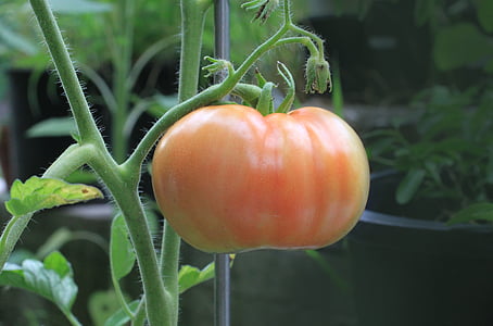 토마토, 음식, 영양, 공장, 정원, 숙성, 변경