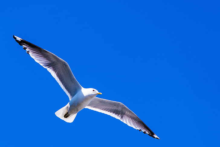 Sea gull, lintu, siipien kärkiväli, taivas, lentää, Wildlife, Dom