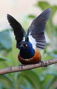 magnífic Estornell, Estornell, ocell, ales, llest per volar, volar, Lamprotornis superbus