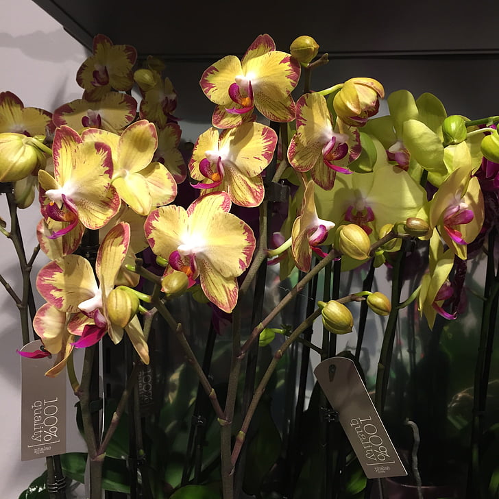 flors, orquídies, groc, orquídia, flor, natura, planta