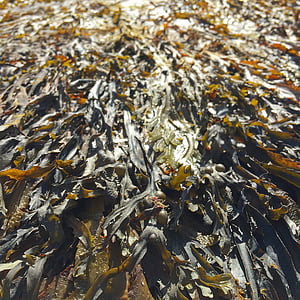 kelp, Wodorosty, osierocone, na mieliźnie, roślina, pozostawia, wodnych