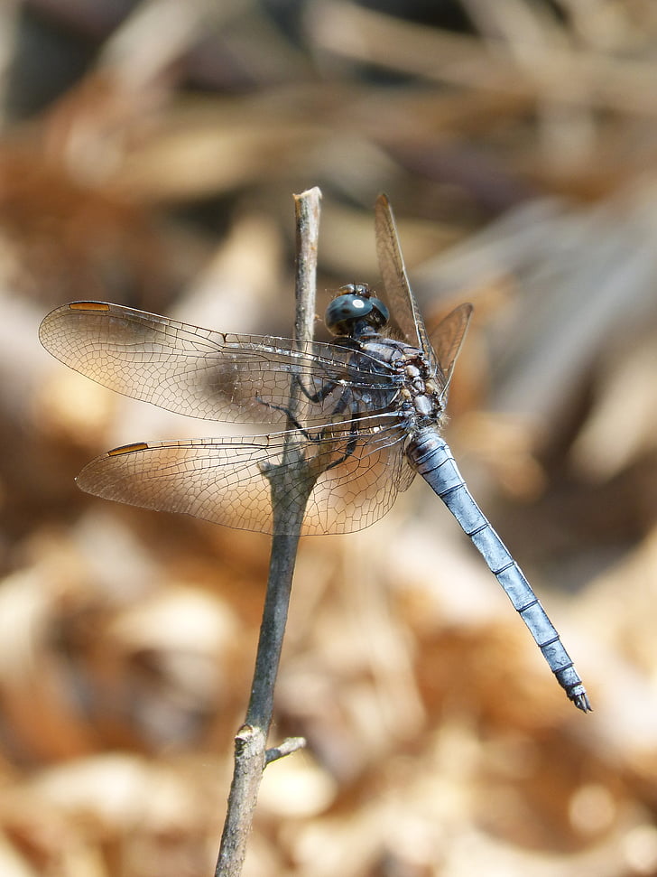 blue dragonfly, stem, wetland, orthetrum cancellatum, dragonfly, river, insect