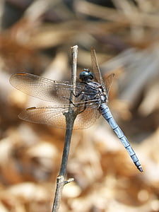 sininen dragonfly, varsi, kosteikko, Orthetrum cancellatum, Dragonfly, River, hyönteinen