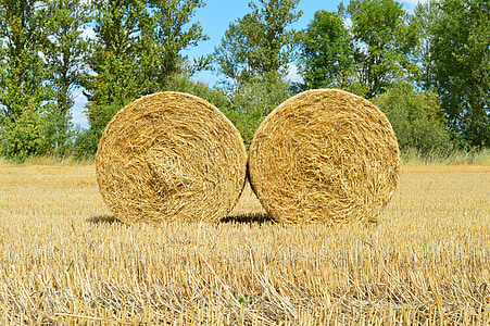 trigo, campo, agricultura, da colheita, palha, Bale, uma pilha