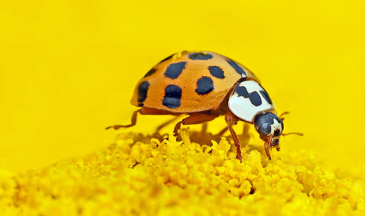 insect, so, ni, yellow, one animal, yellow background, animal wildlife
