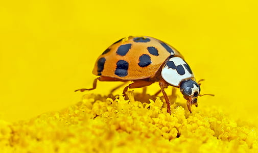 insecte, afin, ni, jaune, un animal, fond jaune, faune animale