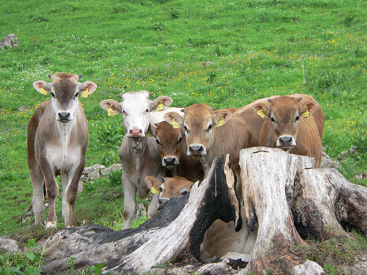 Alp, vedells, vedell, pastures alpins, Suïssa, grup, vaca