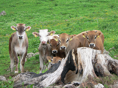 アルプ, 子牛, ふくらはぎ, 高山の牧草地, スイス, グループ, 牛