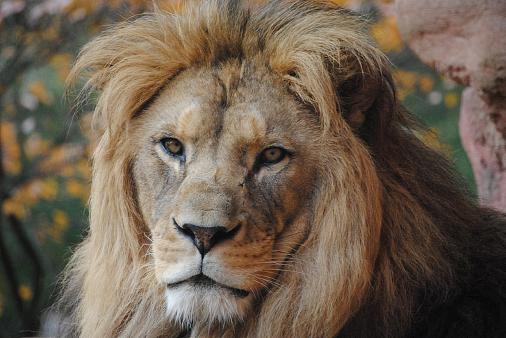 Lion, animal sauvage, Zoo, sauvage, Predator, animaux, Lion - féline