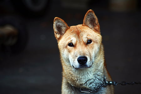 Republiken korea, valp, hund, koreanska jindo dog, ansiktsbehandling, uttryck, utvecklingen av hunden