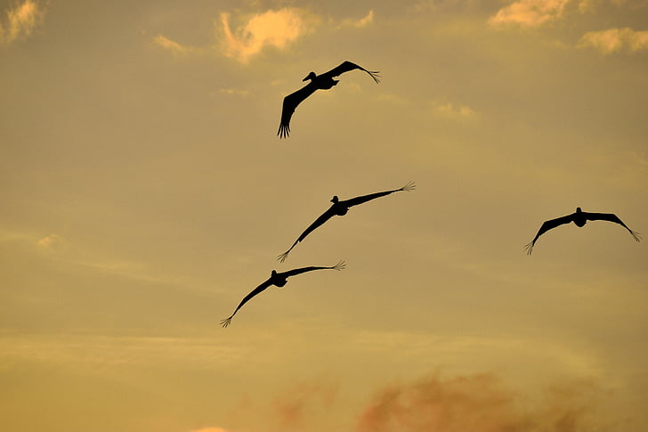 Sunset, Florida, Linnut, lintuinfluenssan, flying Pelicans, taivas, Wildlife
