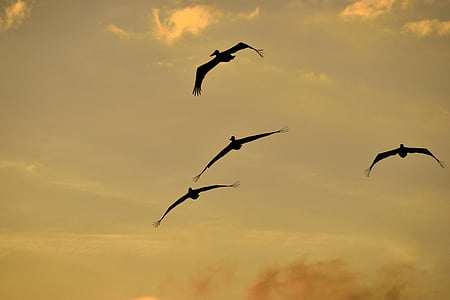 sončni zahod, Florida, ptice, ptičje, pelikanov, ki plujejo pod, nebo, prosto živeče živali