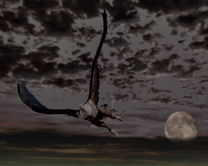 Adler, Bald eagle, Księżyc, niebo, chmury, Raptor, drapieżny ptak