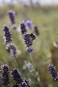 лавандула, пчела, лято, насекоми, цвете, природата, мед