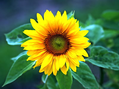tanaman, alam, hidup, bunga matahari, kuning, musim panas, pertanian