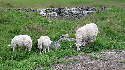 fåren, naturen, landskap, Norge