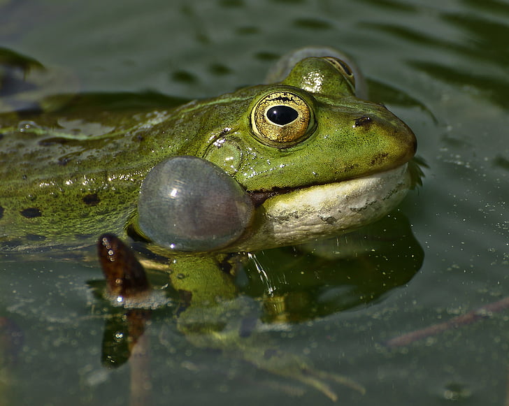 frog, lake, pond, water, frogs, nature, green