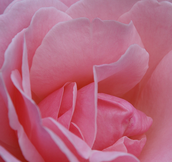 slējās, zieds, Bloom, rozā roze