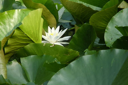 water lily, white, flower, blossom, bloom, nature