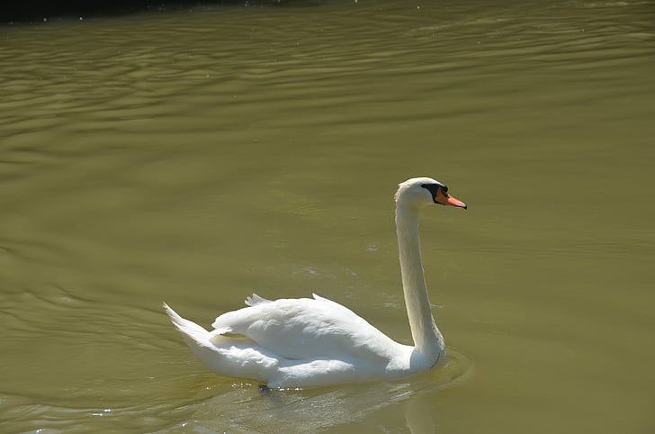 hewan, Swan, putih