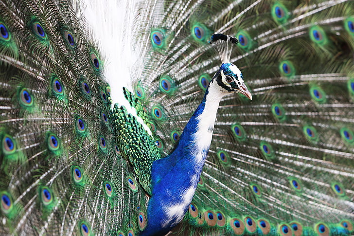 animal, fotografía animal, pájaro, plumas de, patrón de, pavo real, pavo real