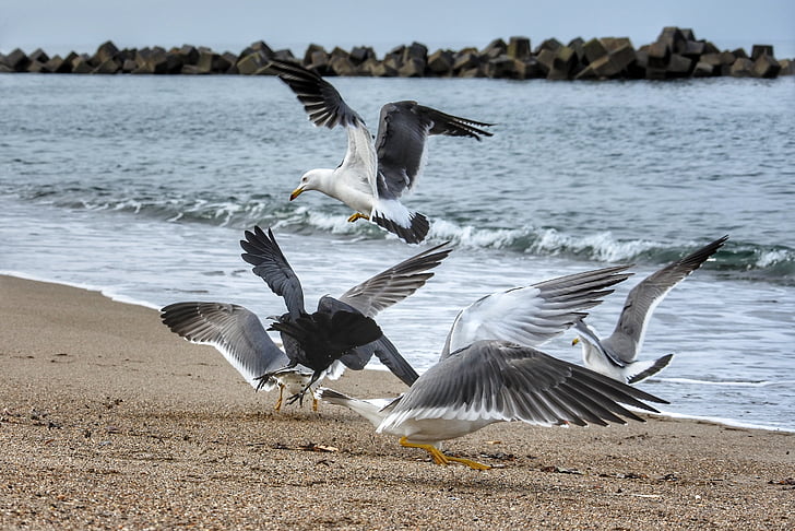 animale, mare, spiaggia, onda, Sea gull, Gabbiano, uccelli marini