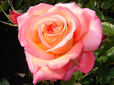 Rosa, flor, te