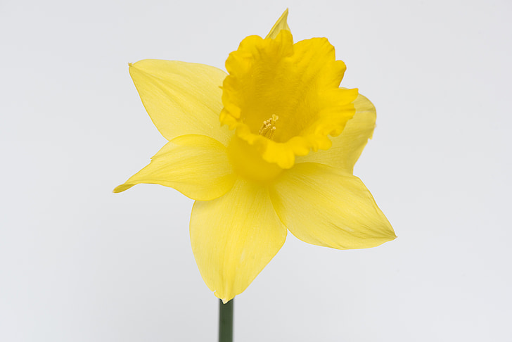 Narcis, kvet, kvet, kvet, lístkov, žltá, žltý kvet