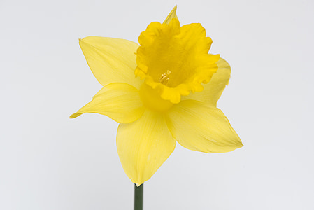narcissus, flower, blossom, bloom, petals, yellow, yellow flower