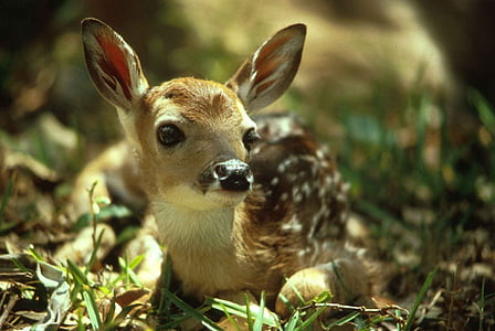 fawn, deer, baby, portrait, wild, young, wildlife