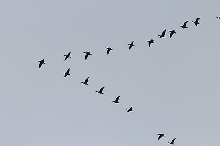 geese, migratory birds, swarm, formation, wild geese