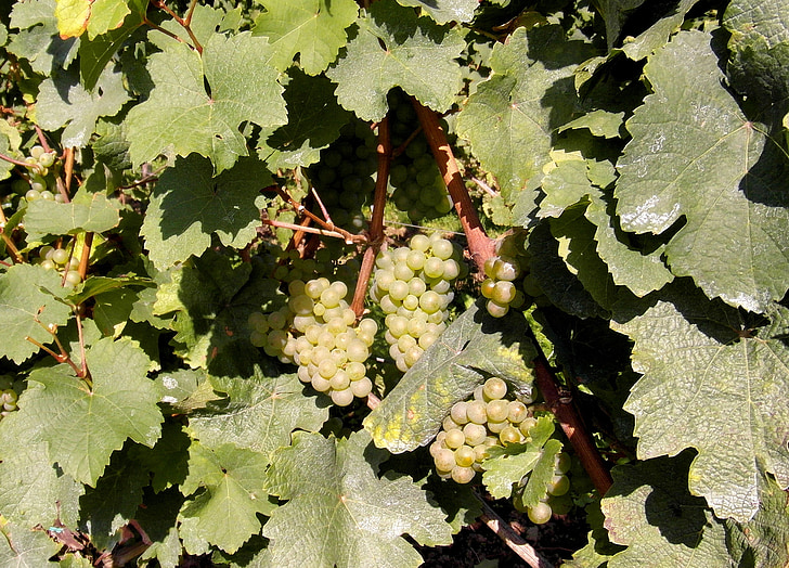 new wine, wine, vintage, wine harvest, grapes