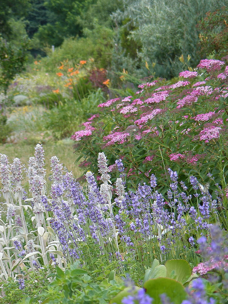 lavendel, bunny oor, zomerbloemen, natuur, bloem, paars, plant