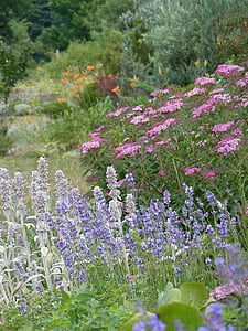 lavanda, urechi de iepuras, flori de vara, natura, floare, violet, plante