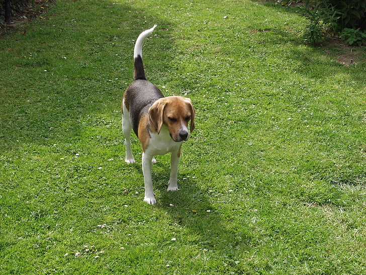 Beagle, animal de companyia, fotografia de la natura