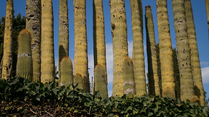 Cactus, gradina, Flora, Botanică, Botanica, natura