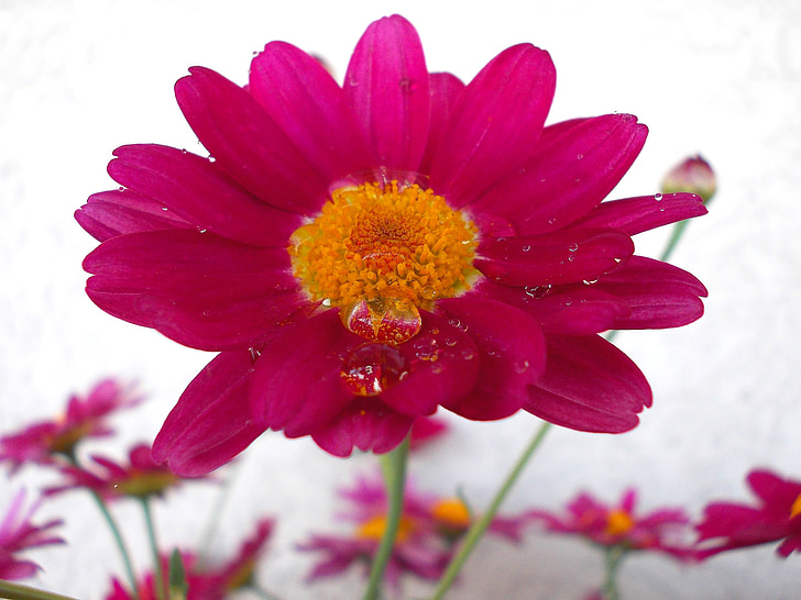 Blume mit Tropfen des Wassers, Blume, Blüte, Bloom, rosa Blume, Rosa, Anlage