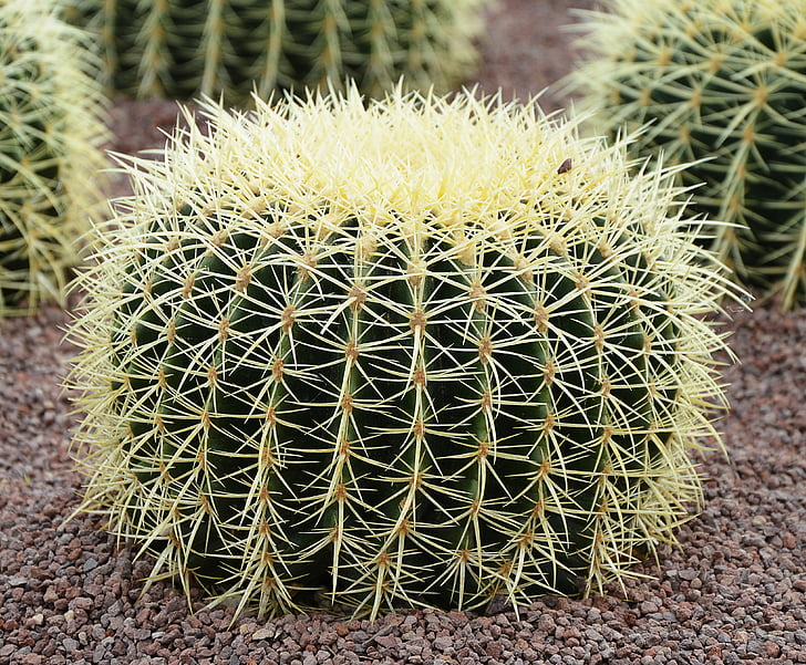 cactus, grandes, Espinosa, señaló, desierto, planta suculenta, naturaleza