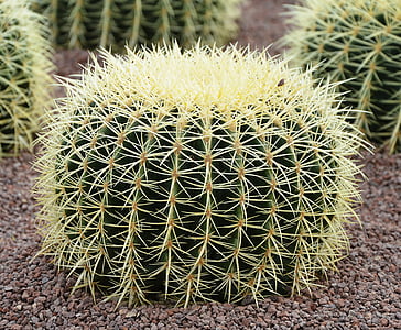 kaktus, veľké, pichľavé, poukázal na, Desert, Sukulentná rastlina, Príroda