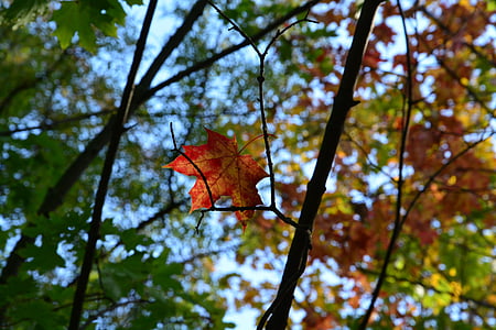 podzim, listoví, stromy, fennakadva, list, Příroda, strom
