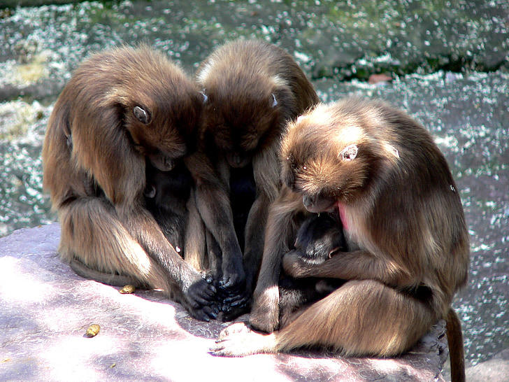 beždžionė, beždžionė kūdikių, beždžionė šeima
