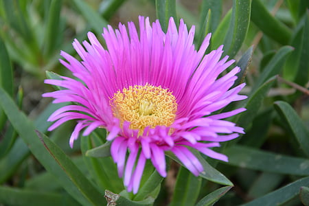 핑크 카펫, delosperma cooperi, 꽃, 자연, 꽃, 봄, 공장