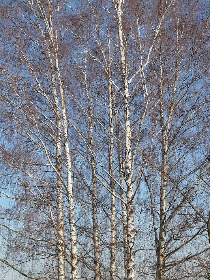 birch, birch grove, trees, grove of trees, aesthetic, branches, forest