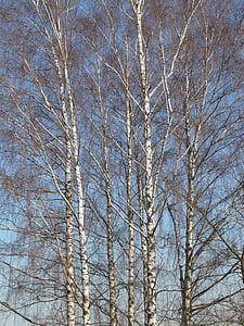 Birch, Birch grove, pohon, Rumpun pohon, estetika, cabang, hutan