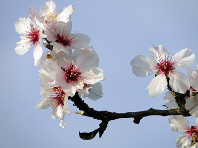 almond blossom, frühlingsanfang, ranting berbunga, musim semi, musim semi kebangkitan, bunga, pohon almond