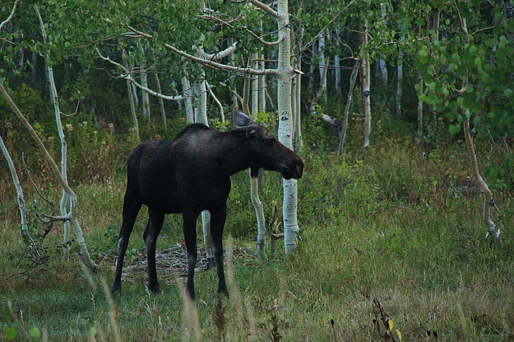 Moose, bos, Wild, natuur, dier, dieren in het wild, geïsoleerd