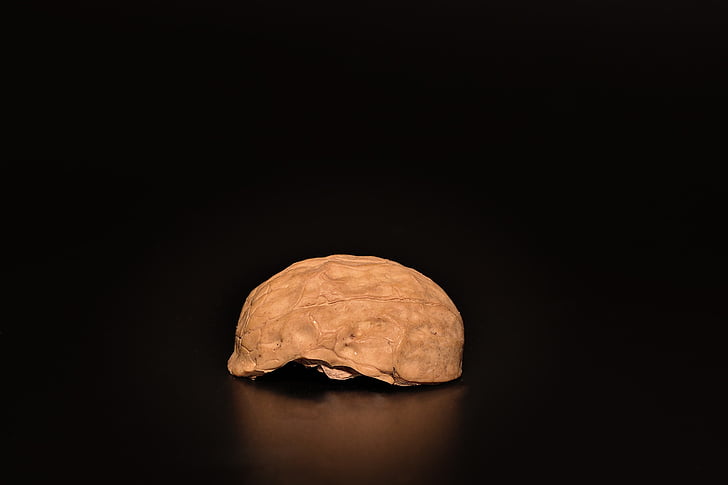 nut, walnut, cut in half, half walnut, open, empty, close